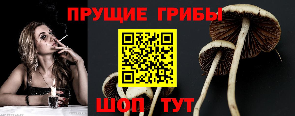 Псилоцибиновые грибы Psilocybine cubensis Верхняя Салда